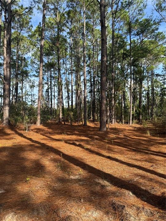 На продажу: $299,000 (35.17 acres)