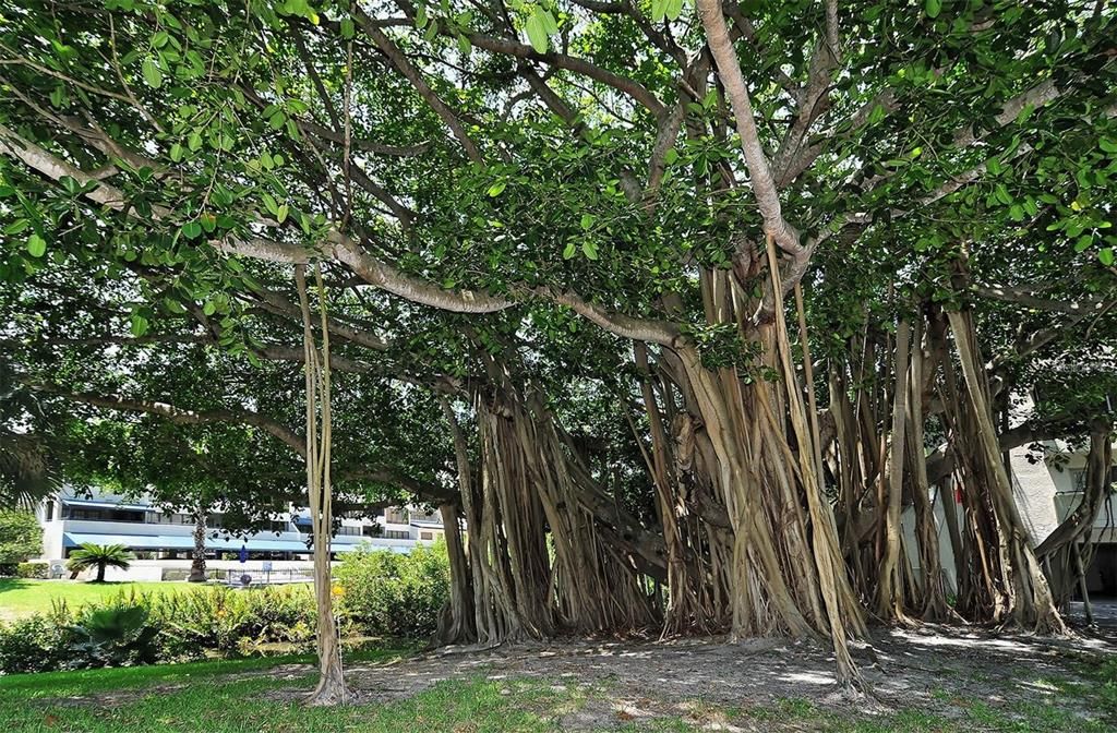 В аренду: $3,000 (2 спален, 2 ванн, 1260 Квадратных фут)