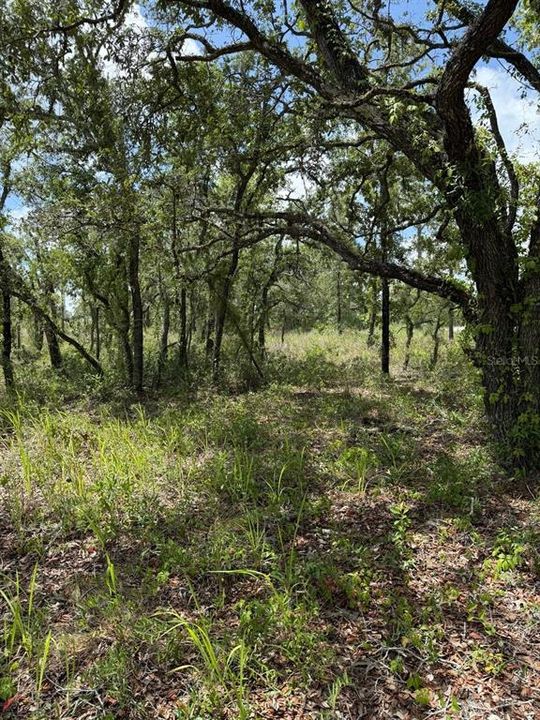 En Venta: $25,900 (0.49 acres)