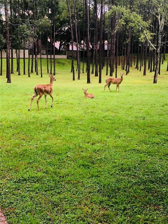 En Venta: $415,000 (3 camas, 2 baños, 1671 Pies cuadrados)