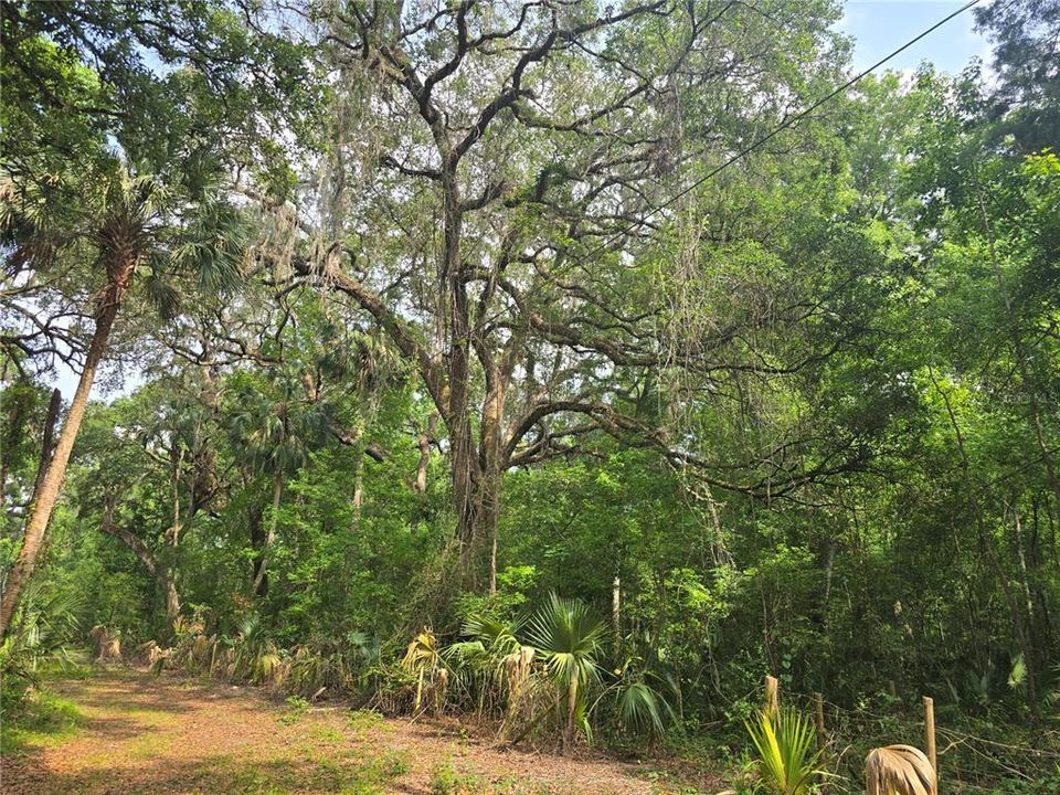 En Venta: $36,000 (1.01 acres)