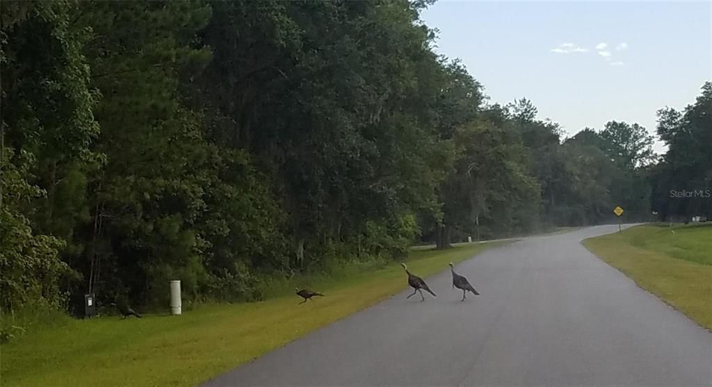 En Venta: $118,000 (3.96 acres)