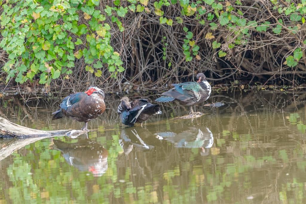 待售: $1,150,000 (5 贝兹, 3 浴室, 4242 平方英尺)