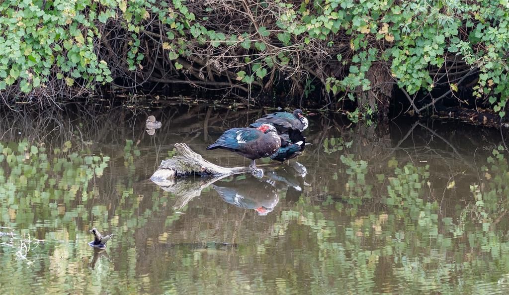 待售: $1,150,000 (5 贝兹, 3 浴室, 4242 平方英尺)