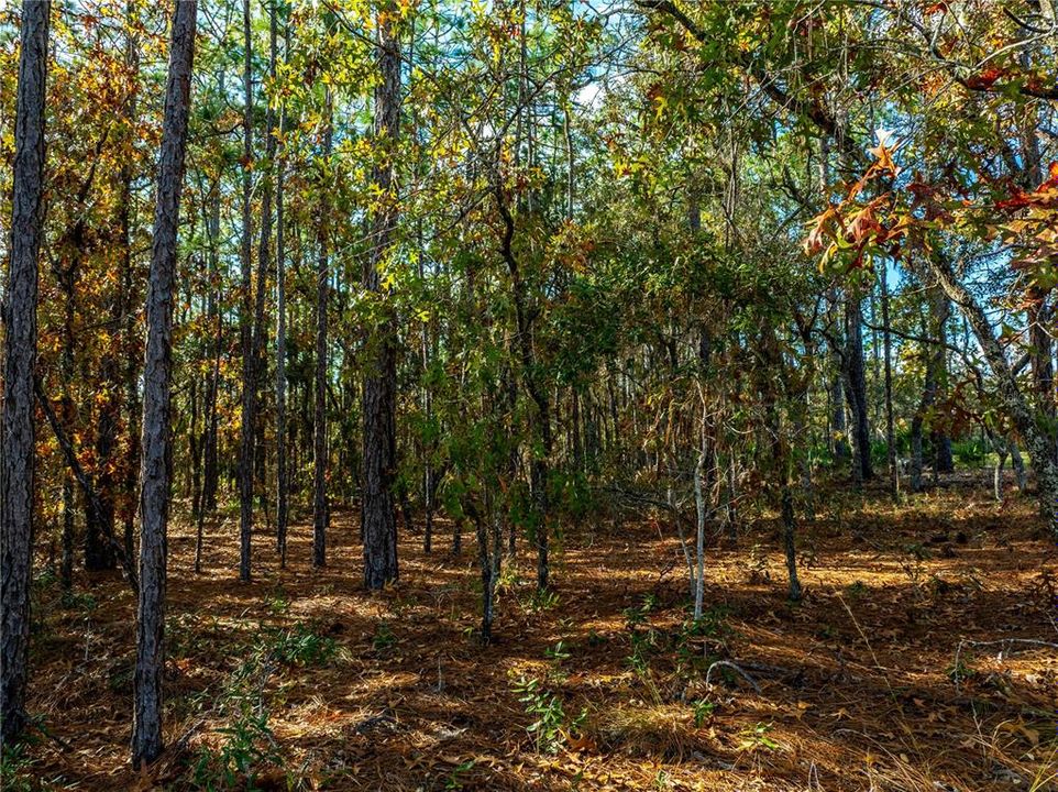 For Sale: $69,900 (1.07 acres)