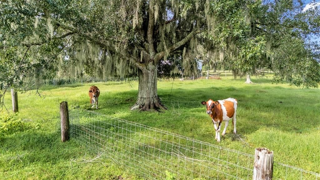 待售: $339,000 (3 贝兹, 2 浴室, 1352 平方英尺)