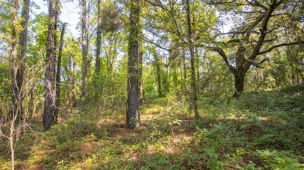 For Sale: $55,000 (1.03 acres)