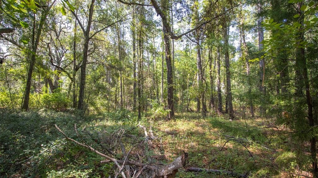 For Sale: $55,000 (1.03 acres)