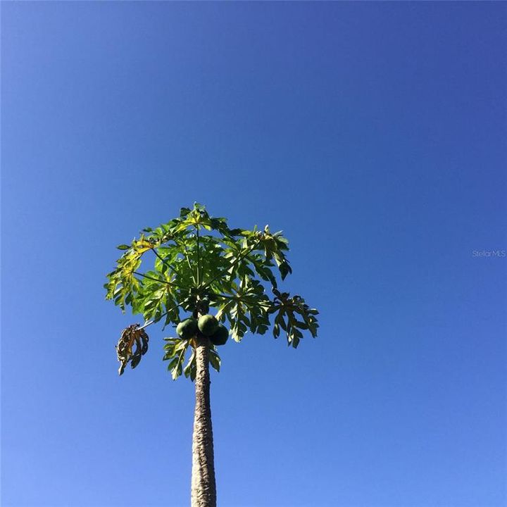 En Renta: $7,775 (5 camas, 5 baños, 4250 Pies cuadrados)