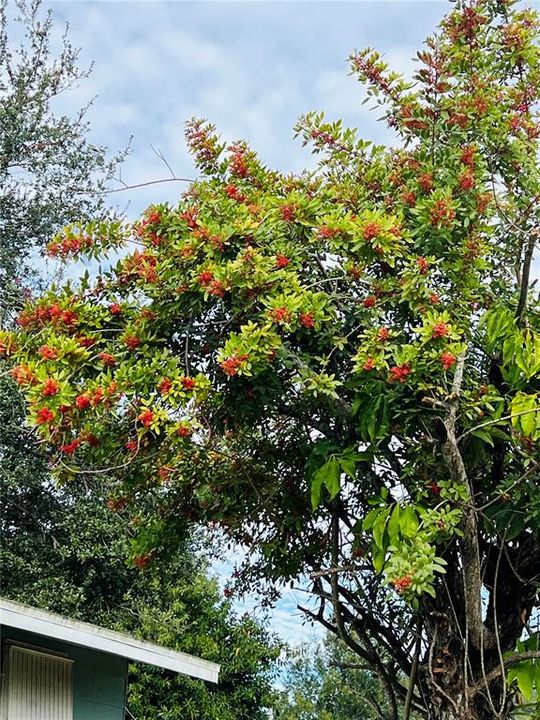 В аренду: $1,850 (3 спален, 1 ванн, 1015 Квадратных фут)