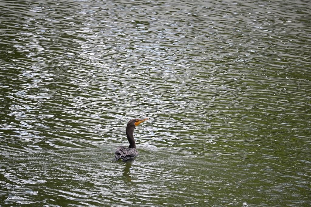 For Rent: $3,500 (3 beds, 2 baths, 1122 Square Feet)