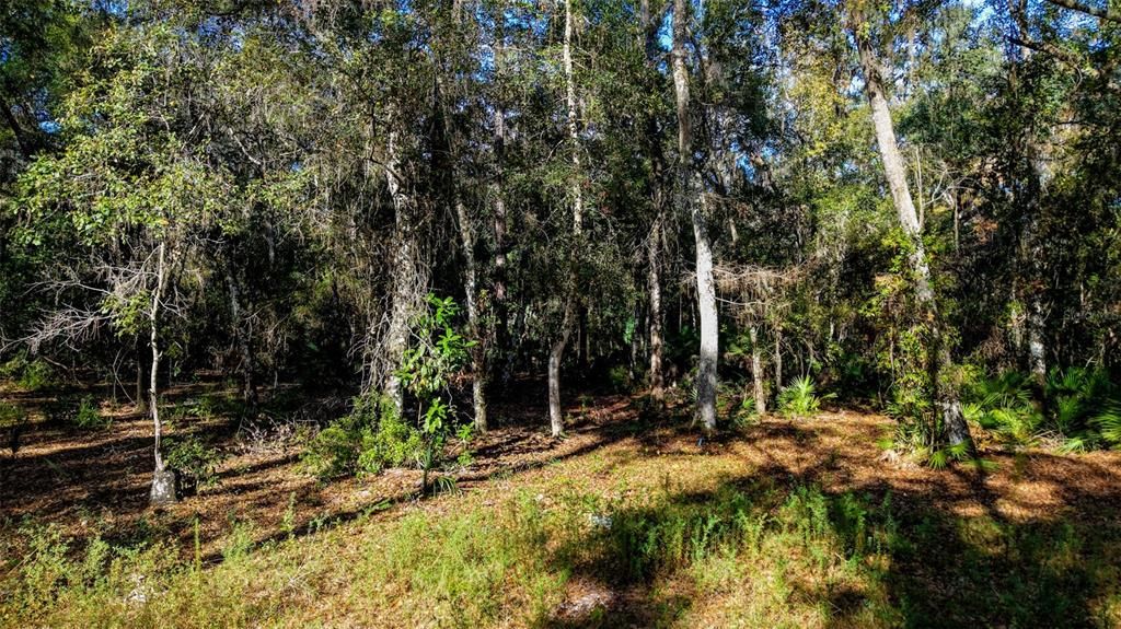 For Sale: $229,000 (27.12 acres)