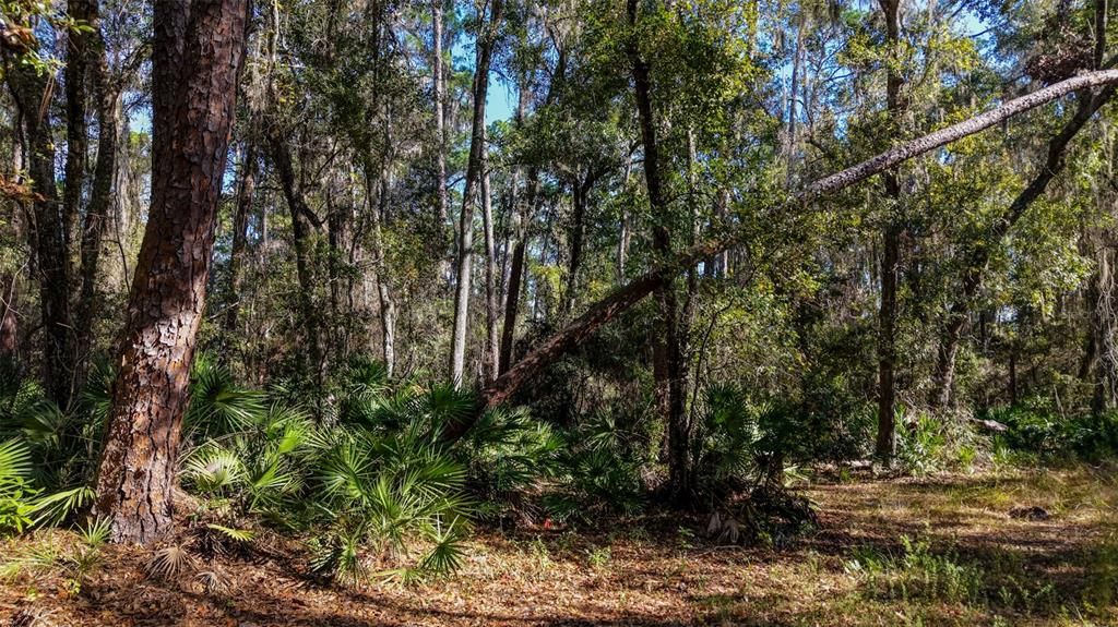 For Sale: $229,000 (27.12 acres)