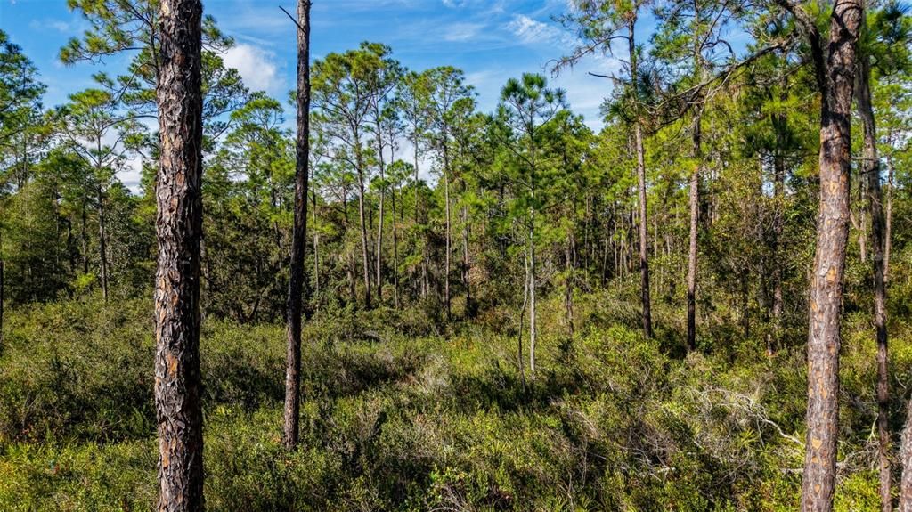 На продажу: $299,000 (29.99 acres)