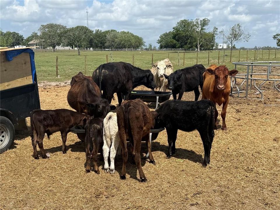 На продажу: $749,900 (4 спален, 4 ванн, 4285 Квадратных фут)