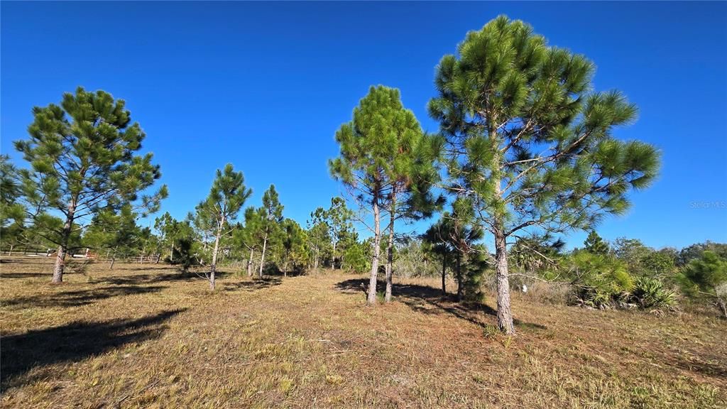 For Sale: $55,000 (1.25 acres)