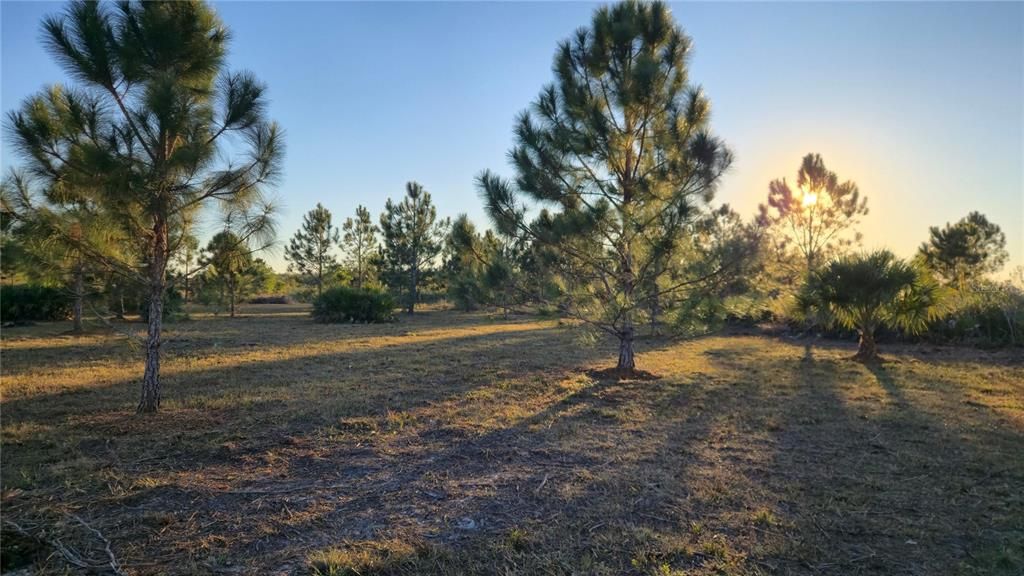 For Sale: $55,000 (1.25 acres)