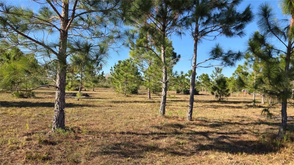 For Sale: $55,000 (1.25 acres)