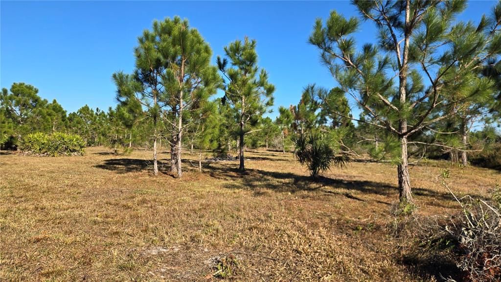 For Sale: $55,000 (1.25 acres)