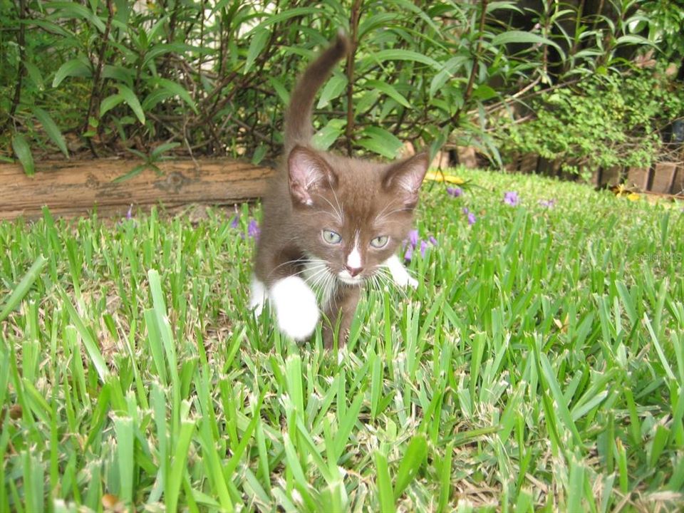 На продажу: $339,000 (2 спален, 2 ванн, 1450 Квадратных фут)