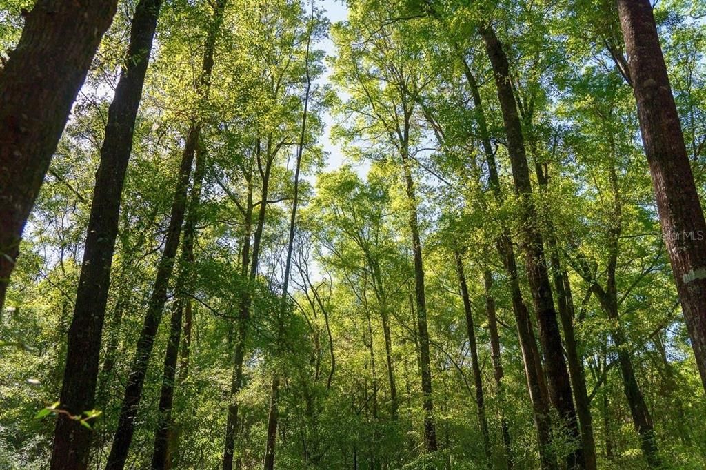 待售: $49,900 (4.10 acres)