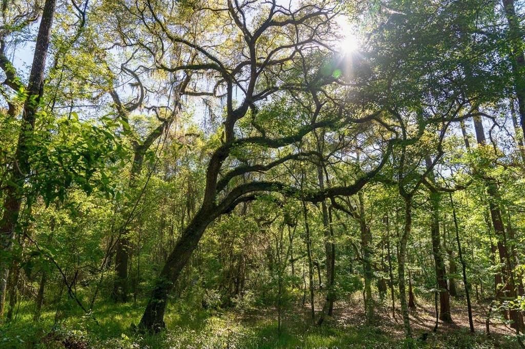 待售: $49,900 (4.10 acres)