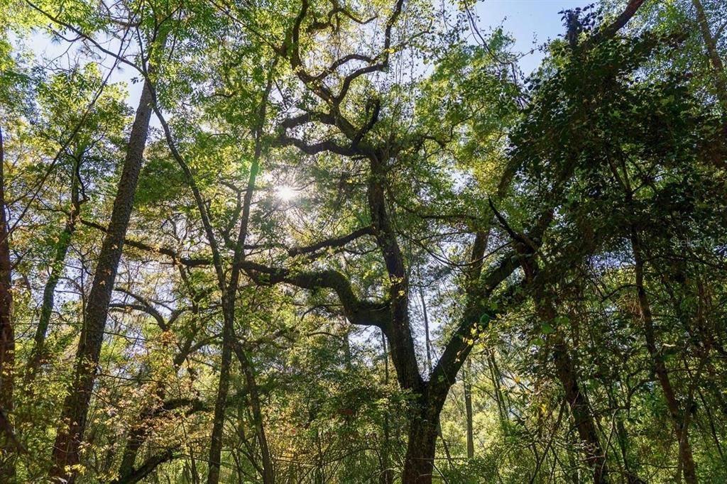 待售: $49,900 (4.10 acres)