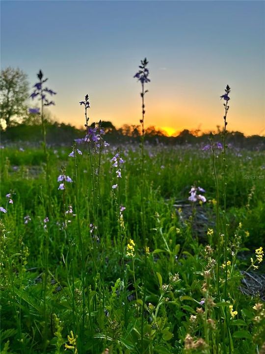 На продажу: $299,000 (10.00 acres)