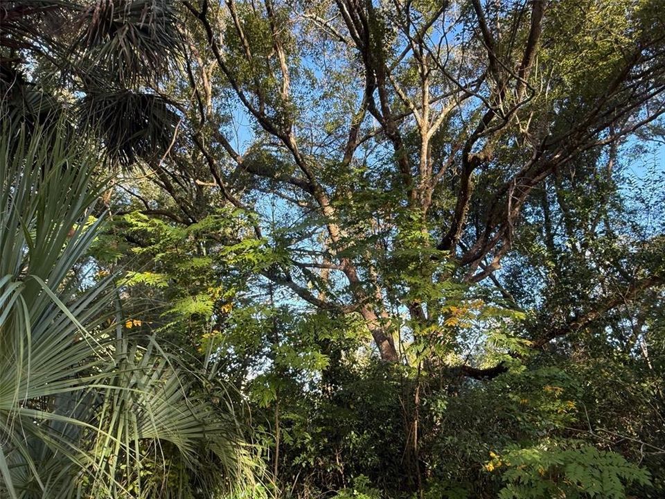 На продажу: $69,000 (0.33 acres)