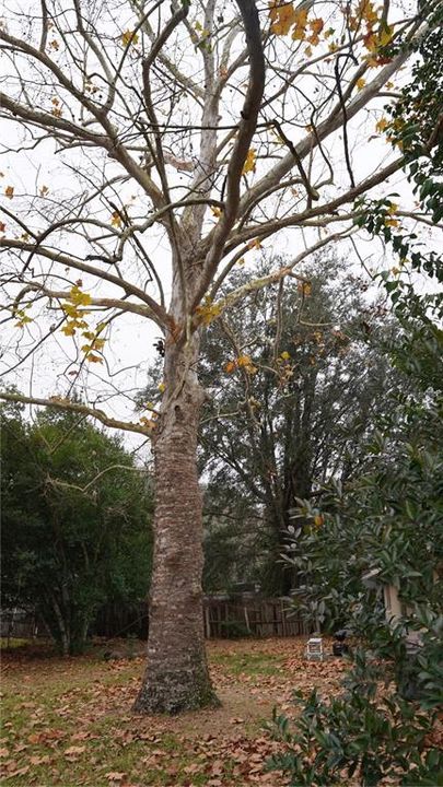 待售: $220,000 (3 贝兹, 1 浴室, 1000 平方英尺)