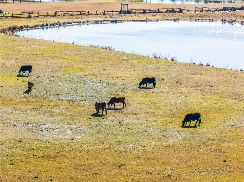 На продажу: $1,250,000 (61.38 acres)