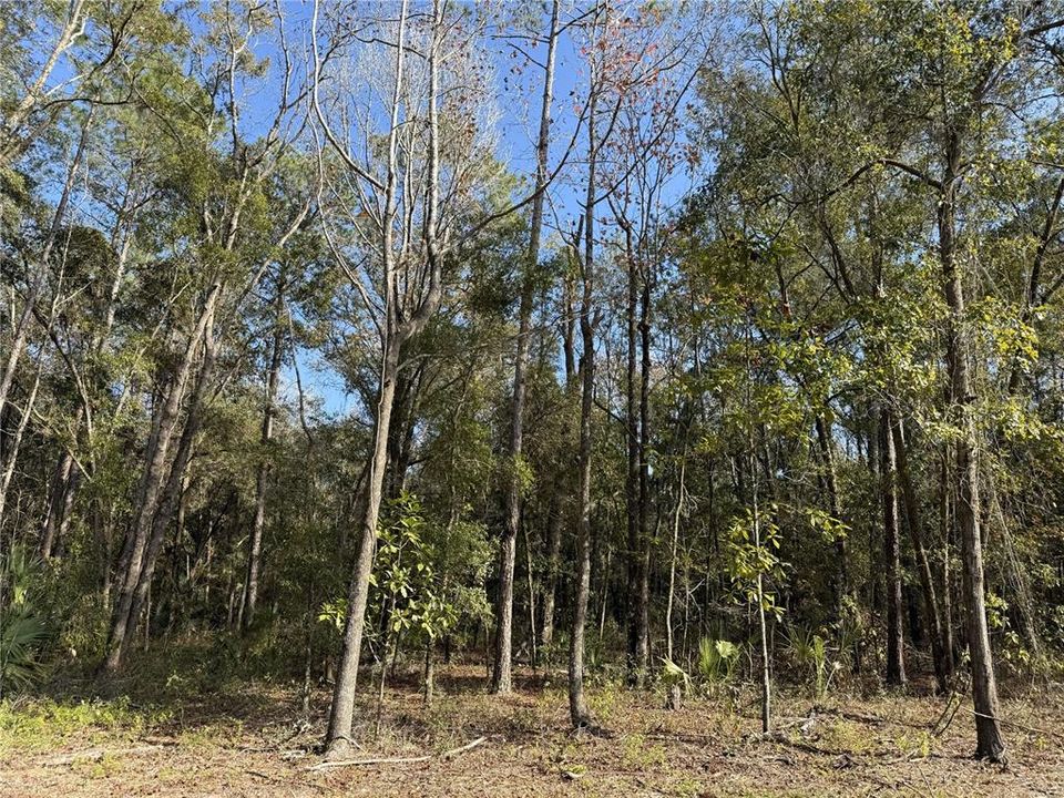 For Sale: $290,000 (10.00 acres)