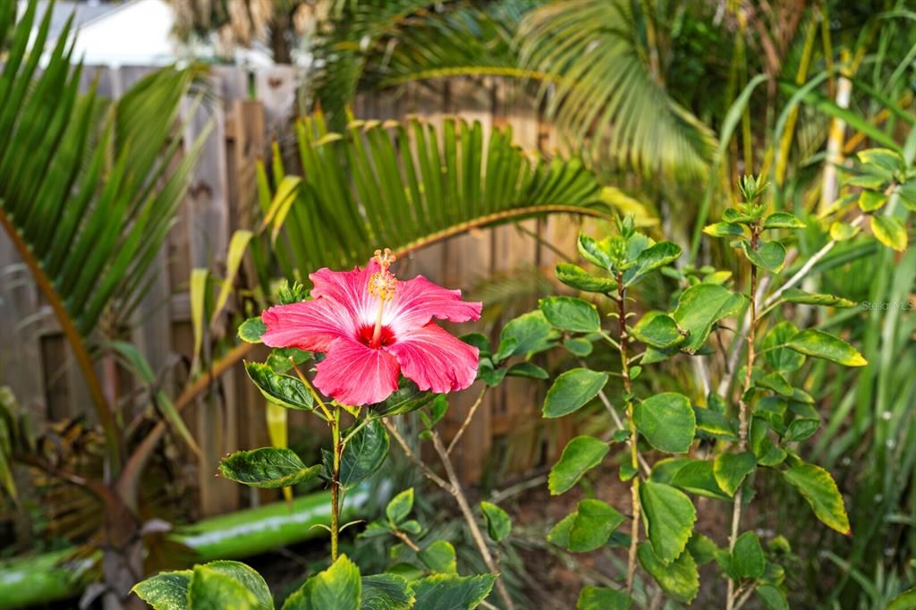 待售: $599,000 (3 贝兹, 2 浴室, 1146 平方英尺)