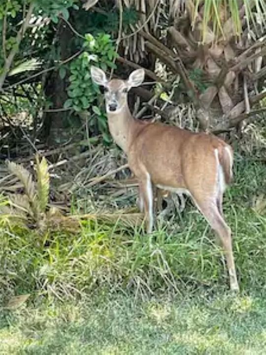 出租: $3,000 (4 贝兹, 3 浴室, 3293 平方英尺)