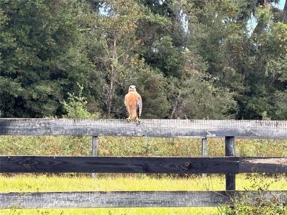 For Sale: $299,000 (25.79 acres)