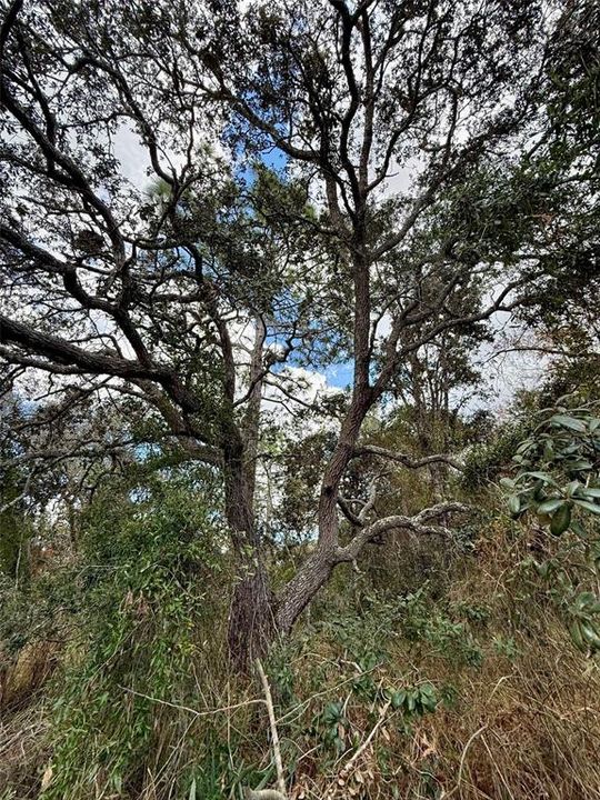 待售: $55,000 (0.42 acres)