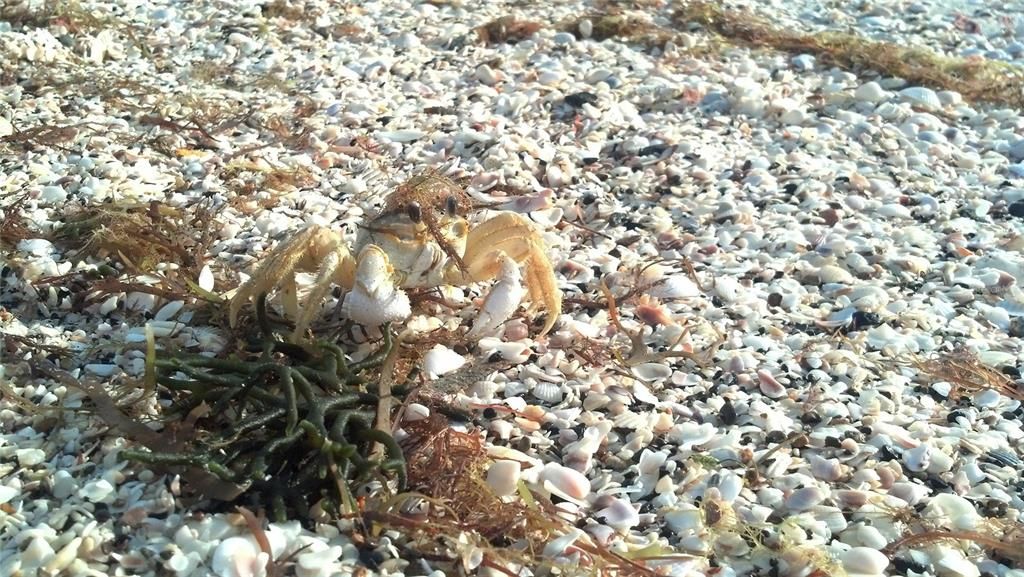 For Sale: $60,000 (0.23 acres)