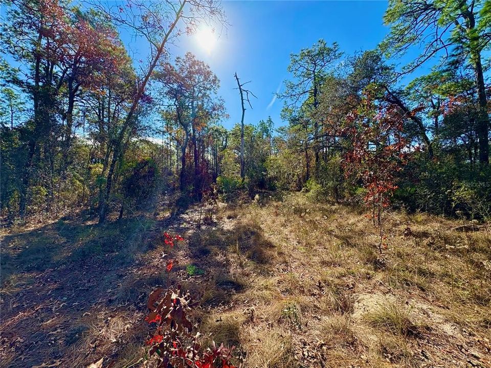 На продажу: $90,000 (1.81 acres)