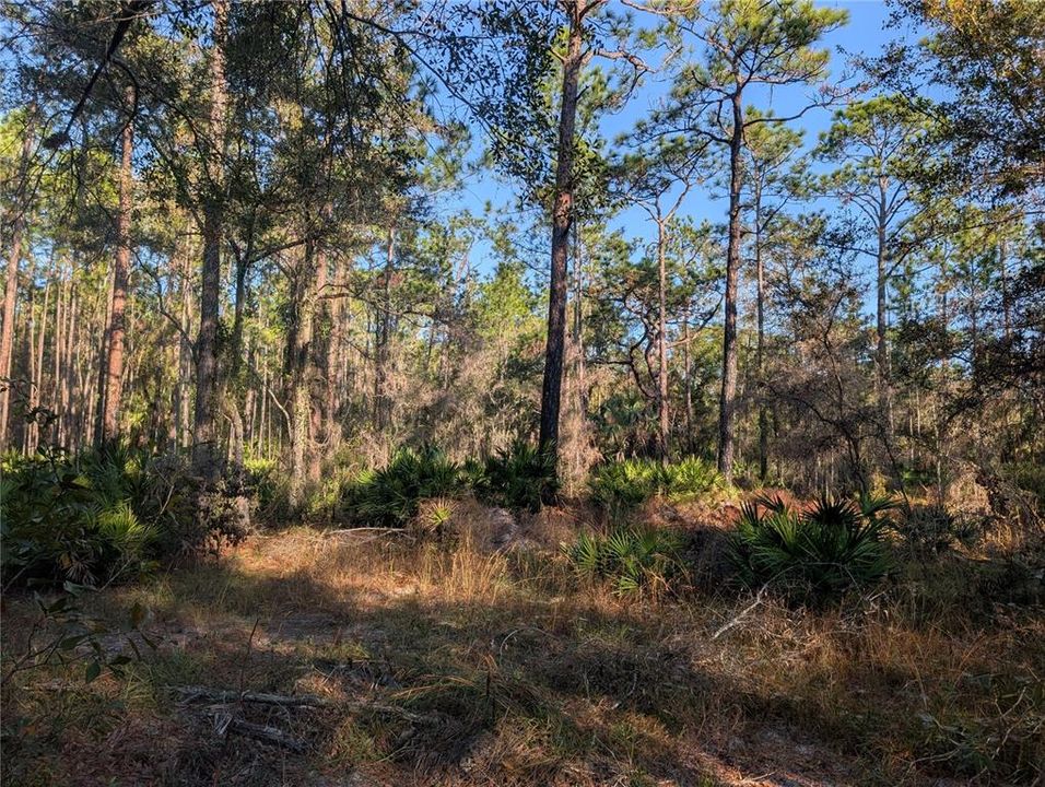 На продажу: $34,700 (1.00 acres)