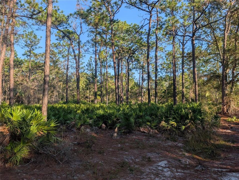 На продажу: $34,700 (1.00 acres)