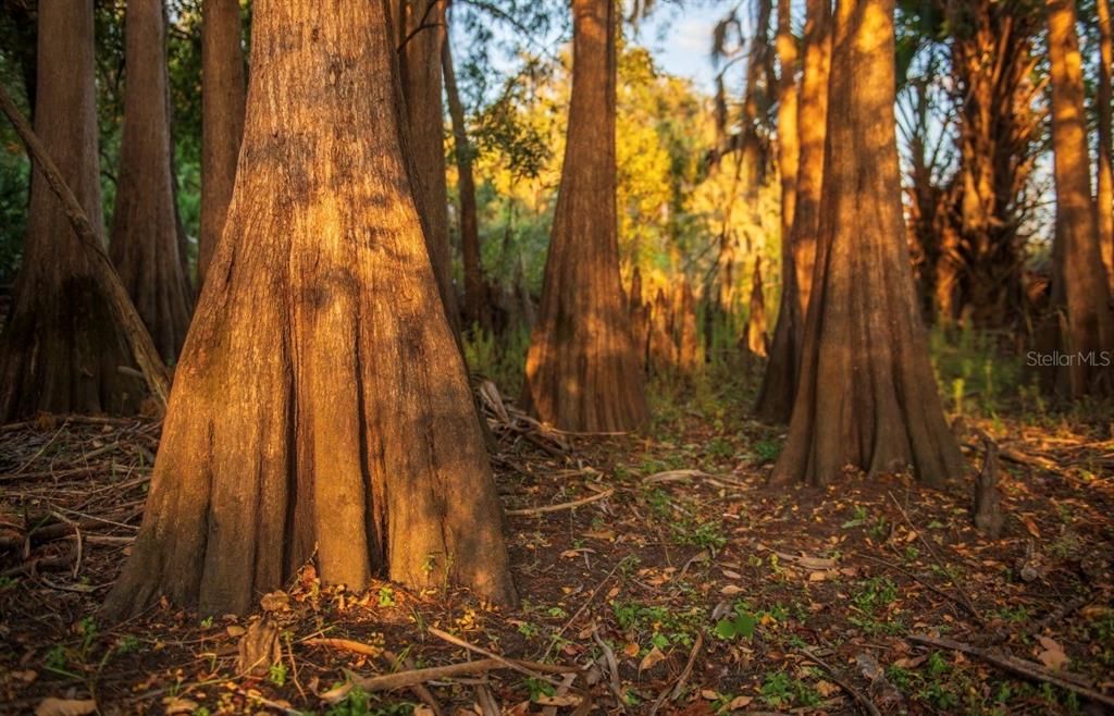 For Sale: $3,100,000 (310.00 acres)