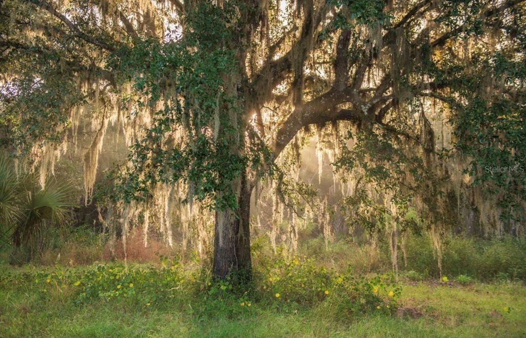 For Sale: $3,100,000 (310.00 acres)