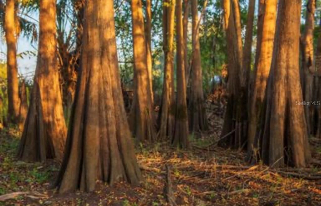 For Sale: $3,100,000 (310.00 acres)