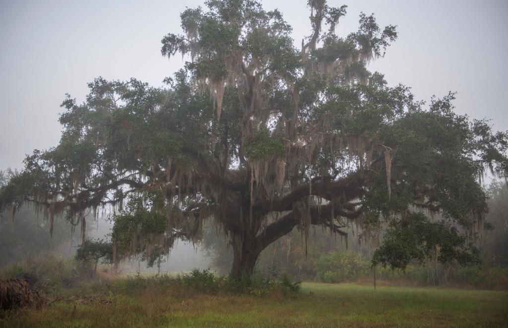 For Sale: $3,100,000 (310.00 acres)