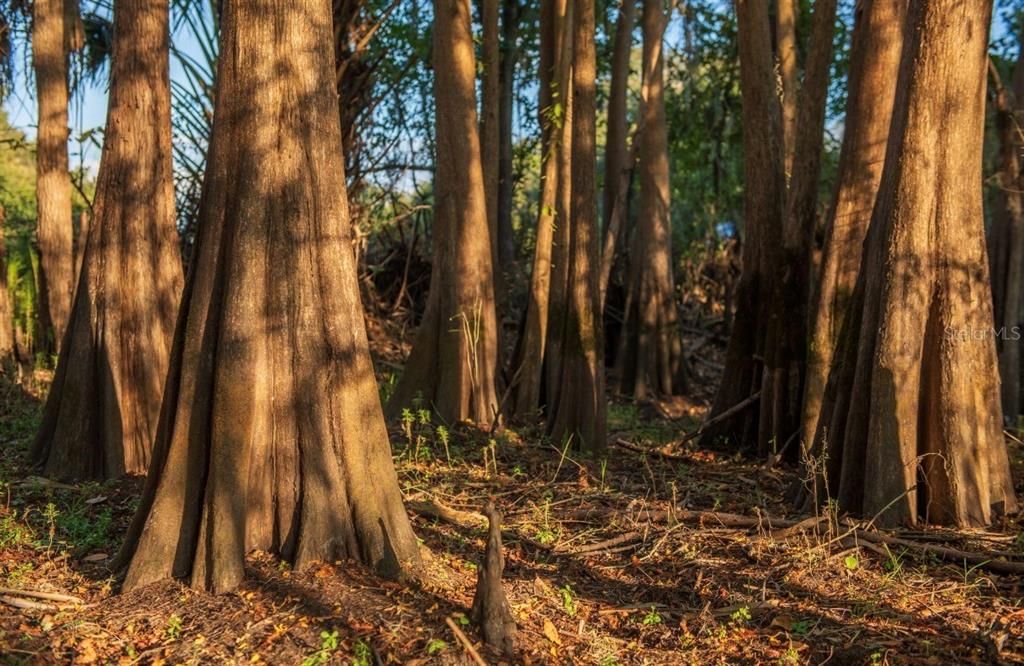 For Sale: $3,100,000 (310.00 acres)