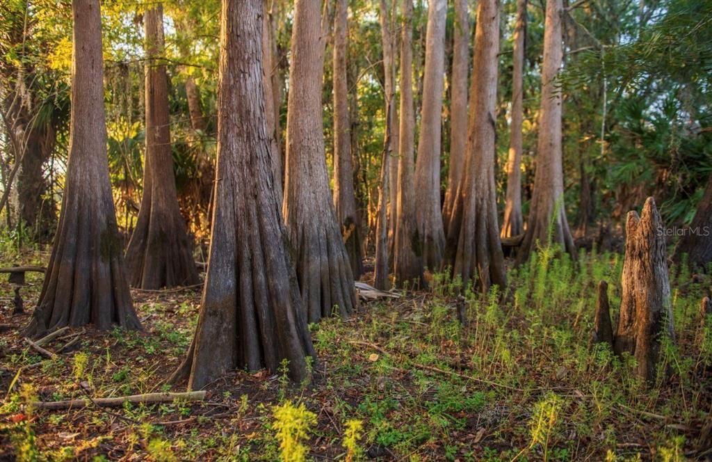 For Sale: $3,100,000 (310.00 acres)