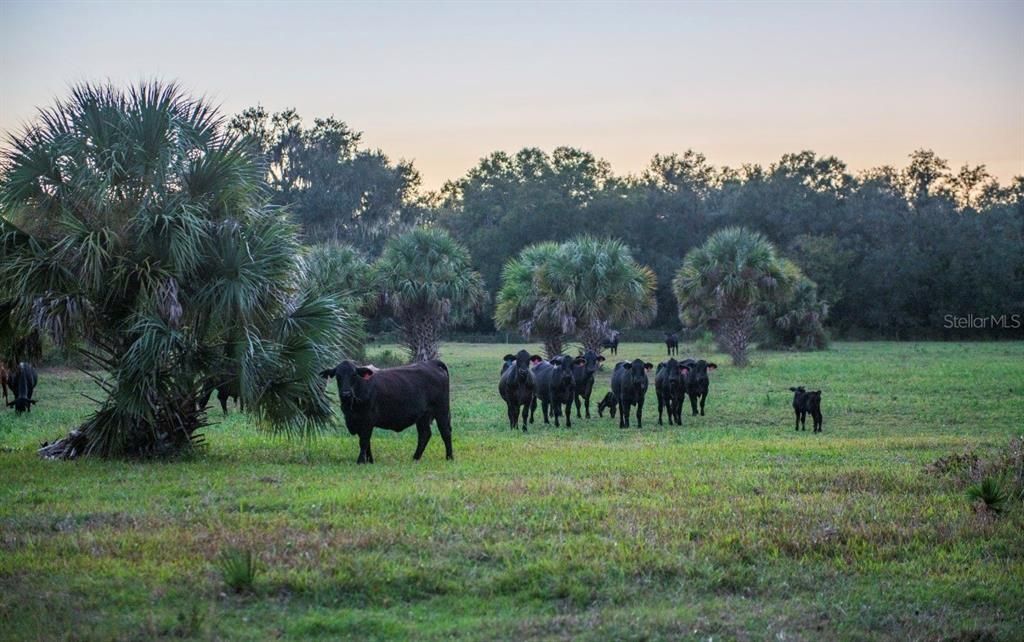 For Sale: $3,100,000 (310.00 acres)