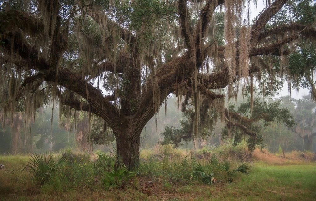 For Sale: $3,100,000 (310.00 acres)