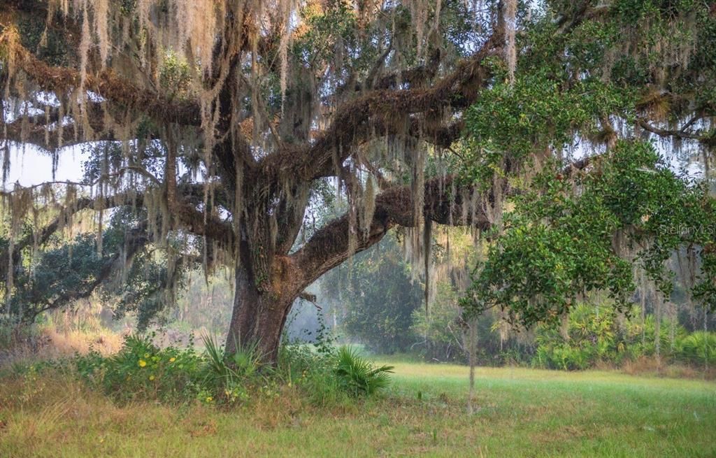 For Sale: $3,100,000 (310.00 acres)