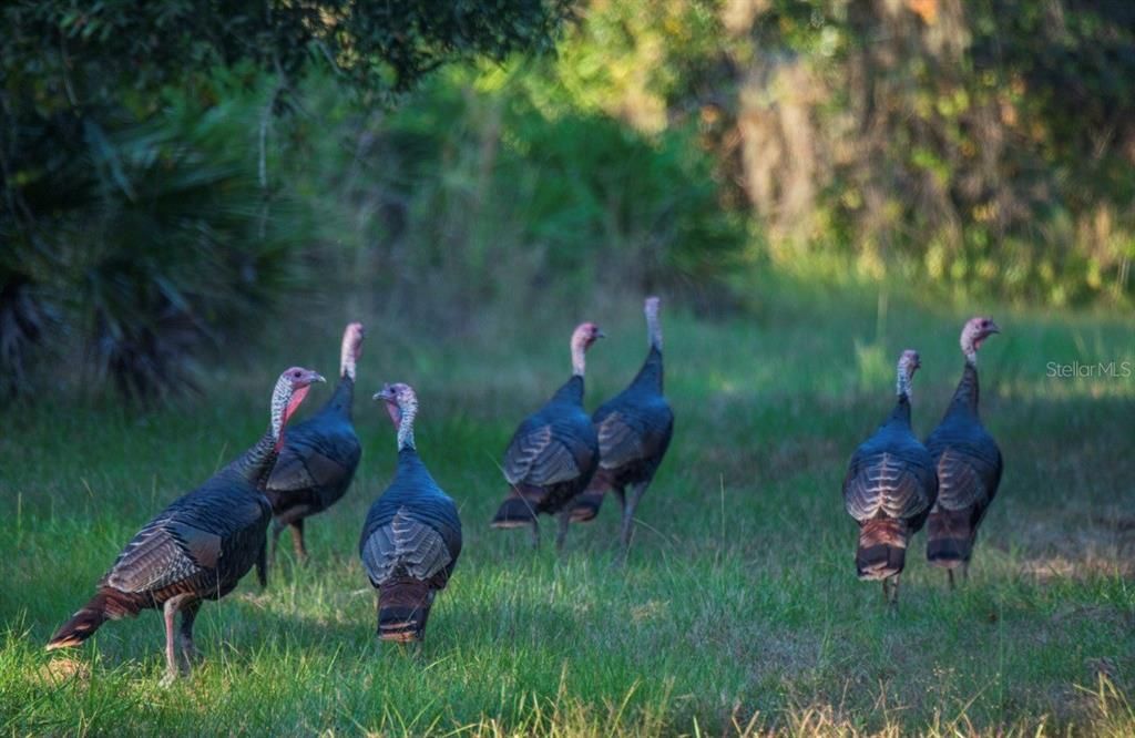 For Sale: $3,100,000 (310.00 acres)